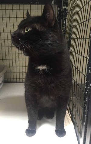 This male black cat is in cat room kennel No. 35, ID No. 4325. Photo courtesy of Lake County Animal Care and Control. 35blackcat