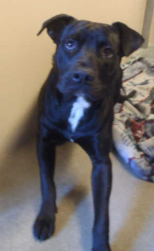 This male Labrador Retriever mix is in kennel No. 3, ID No. 4878. Photo courtesy of Lake County Animal Care and Control. 3blacklabmale