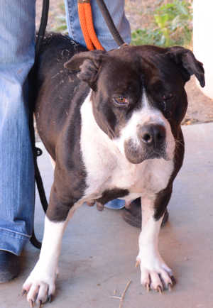 This female pit bull terrier mix is in kennel No. 3, ID No. 3556. Photo courtesy of Lake County Animal Care and Control. 3bwpit