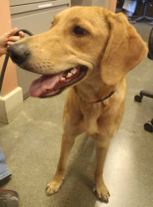 This female retriever mix is in kennel No. 3, ID No. 3164. Photo courtesy of Lake County Animal Care and Control. 3goldenretrievermix