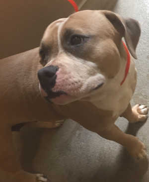 “Leah” is a sweet girl pit bull terrier in kennel No. 3, ID No. 4513. Photo courtesy of Lake County Animal Care and Control. 3leahdog