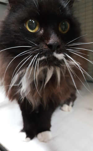 This female domestic long hair mix is in cat room kennel No. 48, ID No. 4583. Photo courtesy of Lake County Animal Care and Control. 48longhairtuxedo