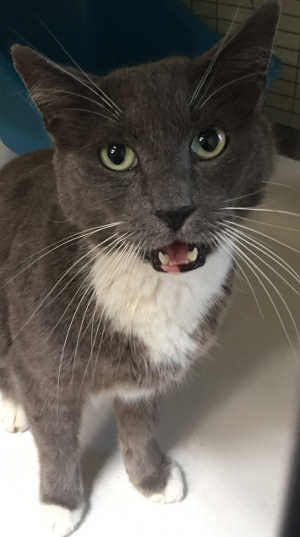 This male tuxedo cat is in cat room kennel No. 49, ID No. 4686. Photo courtesy of Lake County Animal Care and Control. 49graytuxcat