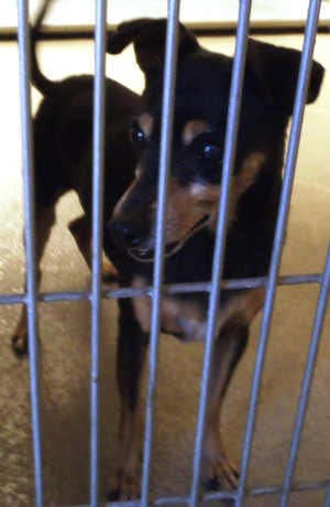 This male Chihuahua-terrier mix is in kennel No. 4, ID No. 3767. Photo courtesy of Lake County Animal Care and Control. 4blackchimix