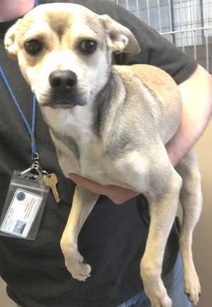 This female terrier mix is in kennel No. 4, ID No. 4419. Photo courtesy of Lake County Animal Care and Control. 4buffterrier