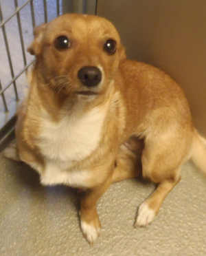 This female corgi-dachshund mix is in kennel No. 4, ID No. 3169. Photo courtesy of Lake County Animal Care and Control. 4corgidachmix