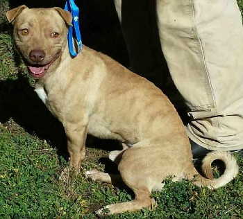 “Digger” is a male terrier mix in kennel No. 4, ID No. 3693. Photo courtesy of Lake County Animal Care and Control. 4diggernew