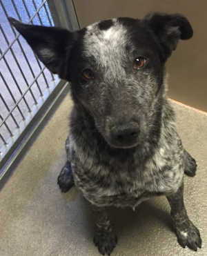 “Mom” is a female cattle dog mix with a short black and white coat in kennel No. 4, ID No. 4428. Photo courtesy of Lake County Animal Care and Control. 4momheeler