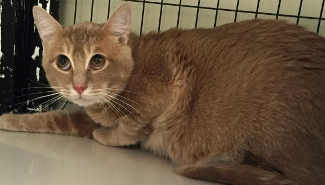 “Cookie” is a male domestic short hair cat in cat room kennel No. 54, ID No. 4584. Photo courtesy of Lake County Animal Care and Control. 54cookiecat