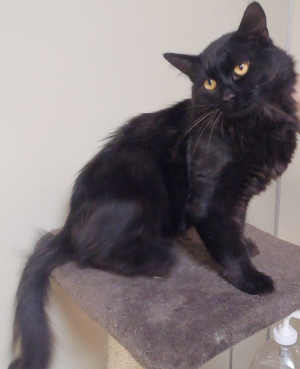 This domestic medium hair mix cat is in cat room kennel No. 57, ID No. 3154. Photo courtesy of Lake County Animal Care and Control. 57longhairblackcat
