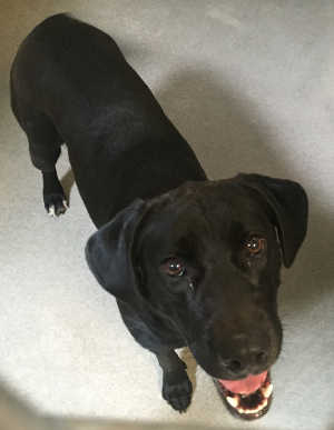This female Labrador Retriever is in kennel No. 5, ID No. 4891. Photo courtesy of Lake County Animal Care and Control. 5femaleblacklab