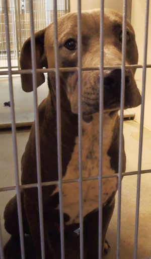 This male pit bull terrier mix is in kennel No. 5, ID No. 3720. Photo courtesy of Lake County Animal Care and Control. 5graywhitepitmix