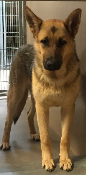 This female German Shepherd is in kennel No. 5, ID No. 4452. Photo courtesy of Lake County Animal Care and Control. 5gsdfemale