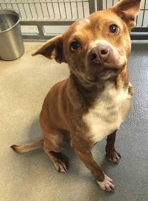 This male terrier mix is in kennel No. 5, ID No. 4418. Photo courtesy of Lake County Animal Care and Control. 5maletanterrier
