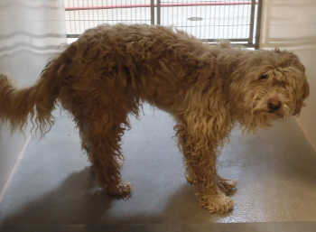 This wheaten terrier mix is in kennel No. 5, ID No. 3168. Photo courtesy of Lake County Animal Care and Control. 5wheatenterrier