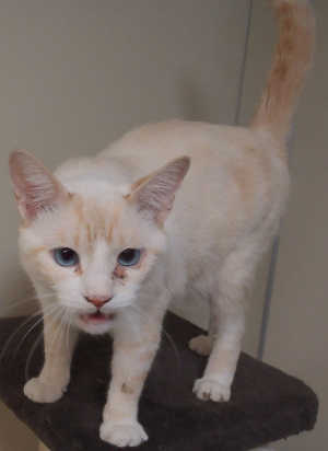 This male domestic medium hair mix is in cat room kennel No. 62, ID No. 3137. Photo courtesy of Lake County Animal Care and Control. 62orangewhitecat