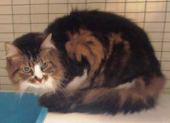 This female domestic longhair mix is in cat room kennel No. 64, ID No. 3167. Photo courtesy of Lake County Animal Care and Control. 64longhairmulticat2
