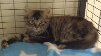 This female gray tabby kitten is in cat room kennel No. 66, ID No. 4084. Photo courtesy of Lake County Animal Care and Control. 66graytabby