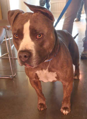 This male pit bull terrier mix is in kennel No. 6, ID No. 4025. Photo courtesy of Lake County Animal Care and Control. 6brownmalepit