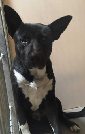 “Bruh” is a male pit bull terrier mix in kennel No. 6, ID No. 4893. Photo courtesy of Lake County Animal Care and Control. 6bruhdog