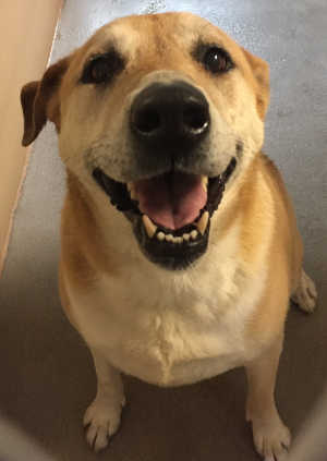 “Cali” is a female Labrador Retriever in kennel No. 6, ID No. 4683. Photo courtesy of Lake County Animal Care and Control. 6calilab