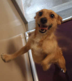 This male wirehaired terrier mix is in kennel No. 6, ID No. 3112. Photo courtesy of Lake County Animal Care and Control. 6wirehairterriermix