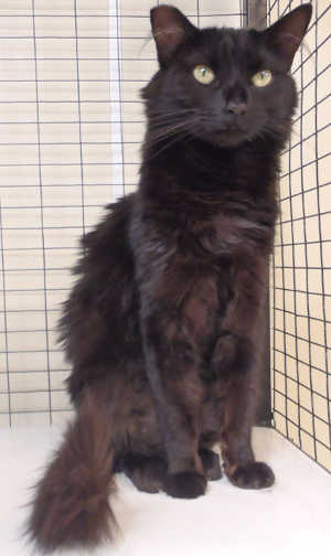 This all-black female cat is in cat room kennel No. 70, ID No. 3156. Photo courtesy of Lake County Animal Care and Control. 70blackfemalecat