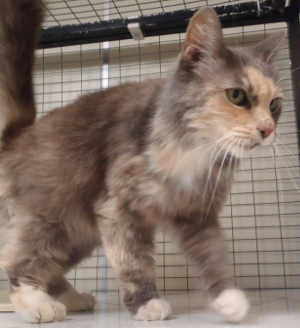 This female domestic longhair mix is in cat room kennel No. 74, ID No. 3139. Photo courtesy of Lake County Animal Care and Control. 74longhairmulticat1