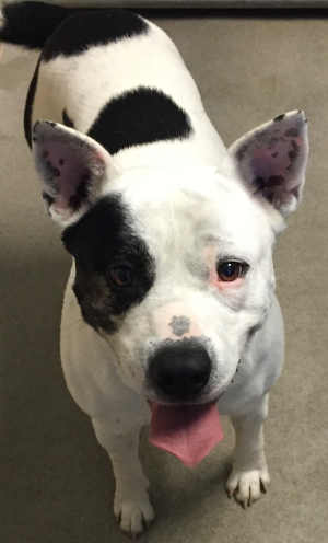 This male cattle dog-pit bull terrier is in kennel No. 7, ID No. 4694. Photo courtesy of Lake County Animal Care and Control. 7bwcattledog