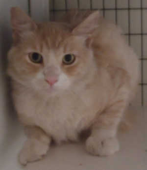 This male domestic medium hair mix is in cat room kennel No. 7, ID No. 3138. Photo courtesy of Lake County Animal Care and Control. 7longhairorangewhite