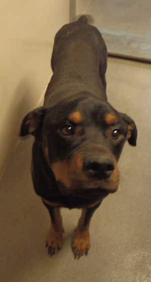 This male Rottweiler mix is in kennel No. 7, ID No. 3158. Photo courtesy of Lake County Animal Care and Control. 7malerottmix