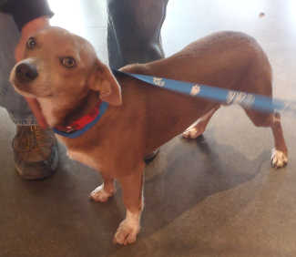 “Rocco” is a Corgi-Chihuahua mix in kennel No. 7, ID No. 4109. Photo courtesy of Lake County Animal Care and Control. 7roccodog