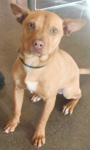 This male Chihuahua-terrier mix is in kennel No. 7, ID No. 4272. Photo courtesy of Lake County Animal Care and Control. 7tanchiterrier