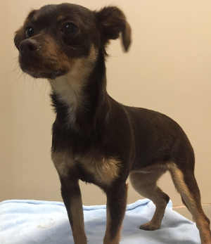 This female Chihuahua mix is in kennel No.7, ID No. 4932. Photo courtesy of Lake County Animal Care and Control. 7tricolorchi
