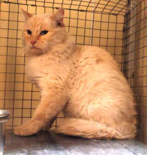 This domestic longhair mix cat is in cat room kennel No. 86, ID No. 3843. Photo courtesy of Lake County Animal Care and Control. 86creamtabby