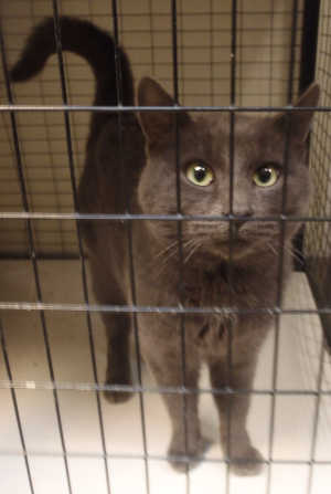 This male domestic short hair mix is in cat room kennel No. 87, ID No. 4065. Photo courtesy of Lake County Animal Care and Control. 87graycat