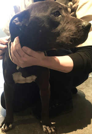 This male pit bull terrier mix is in kennel No. 8, ID No. 4491. Photo courtesy of Lake County Animal Care and Control. 8blackmalepit