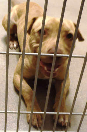 This male terrier mix is in kennel No. 8, ID No. 3693. Photo courtesy of Lake County Animal Care and Control. 8blondterriermix