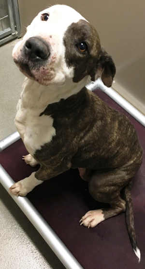 This female pit bull terrier mix is in kennel No. 8, ID No. 4457. Photo courtesy of Lake County Animal Care and Control. 8graywhitepit