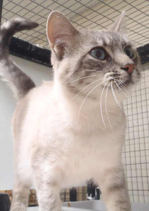 This male Siamese mix is in cat room kennel No. 98, ID No. 3042. Photo courtesy of Lake County Animal Care and Control. 98malesiamesemix