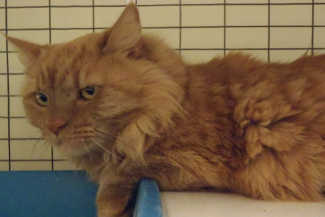 “Purdy” is a female domestic long hair mix in cat room kennel No. 98, ID No. 4318. Photo courtesy of Lake County Animal Care and Control. 98purdy