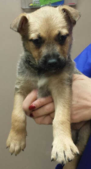 This female shepherd-Rottweiler mix puppy is in kennel No. 9a, ID No. 4713. Photo courtesy of Lake County Animal Care and Control. 9asheppup