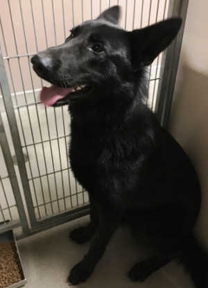 This beautiful male German Shepherd is in kennel No. 9, ID No. 4470. Photo courtesy of Lake County Animal Care and Control. 9blackshepherd