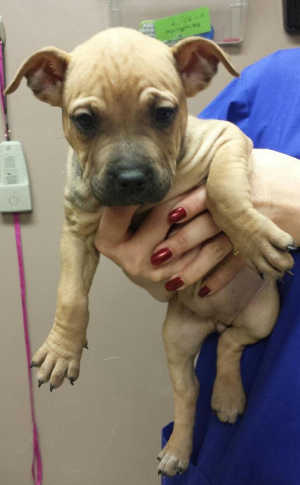 This female shepherd-bullmastiff mix puppy is in kennel No. 9b, ID No. 4714. Photo courtesy of Lake County Animal Care and Control. 9bmastiffpup