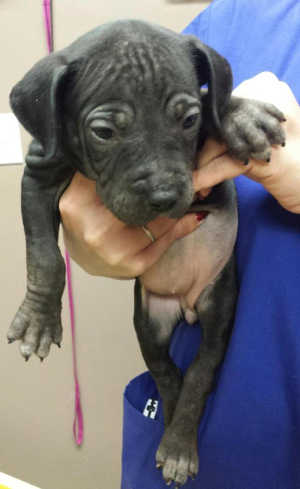 This female Rottweiler-bullmastiff puppy is in kennel No. 9c, ID No. 4715. Photo courtesy of Lake County Animal Care and Control. 9cmastiffpupnew