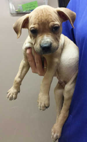 This female shepherd-bullmastiff mix puppy is in kennel No. 9d, ID No. 4716. Photo courtesy of Lake County Animal Care and Control. 9dmastiffpup