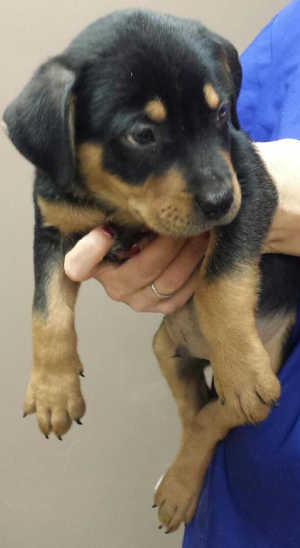 This male shepherd-Rottweiler mix puppy is in kennel No. 9f, ID No. 4718. Photo courtesy of Lake County Animal Care and Control. 9frottpup