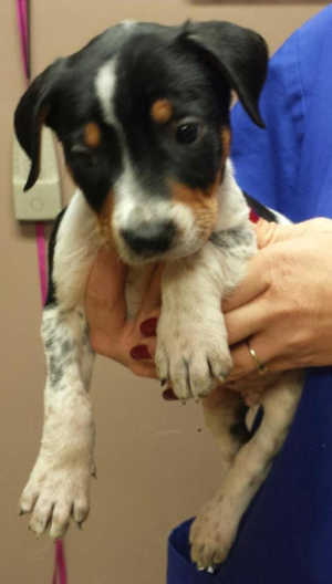 This male Rottweiler-border collie puppy is in kennel No. 9g, ID No. 4719. Photo courtesy of Lake County Animal Care and Control. 9grottpup