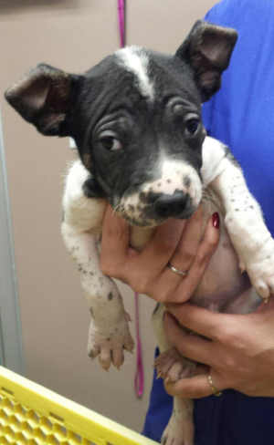 This male border collie-bullmastiff puppy is in kennel No. 9h, ID No. 4720. Photo courtesy of Lake County Animal Care and Control. 9hmastiffpup