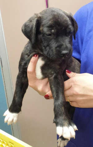 This male Rottweiler-bullmastiff puppy in kennel No. 9i, ID No. 4721. Photo courtesy of Lake County Animal Care and Control. 9imastiffpup